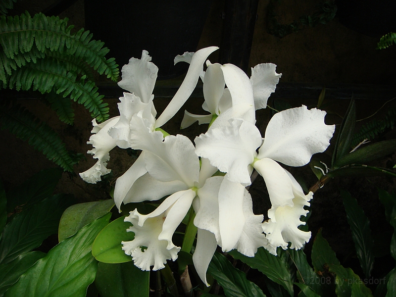 375 Longwood Gardens [2008 August 23].JPG - Longwood Gardens in Pennsylvania